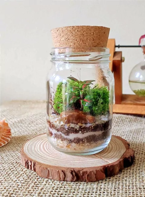 Mini terrário sobre fatia de tronco de madeira, com concha ao lado